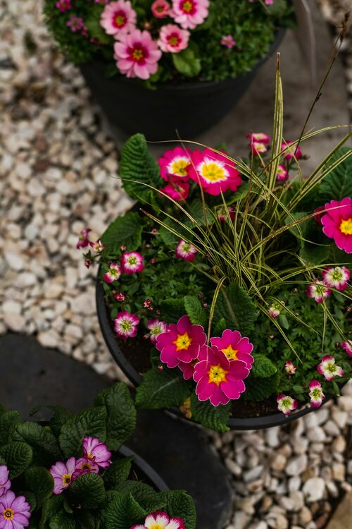Gever van perkplanten - Groen van bij ons