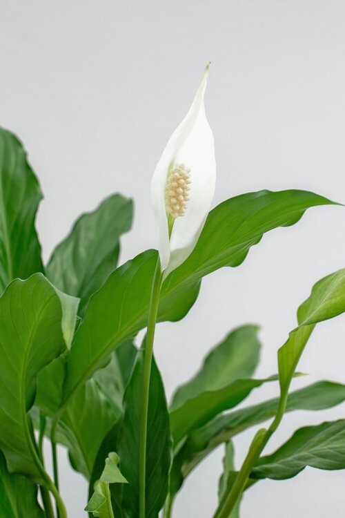 gezondheidsvoordelen van kamerplanten - Groen van bij ons