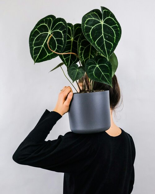 gezondheidsvoordelen van kamerplanten - Groen van bij ons