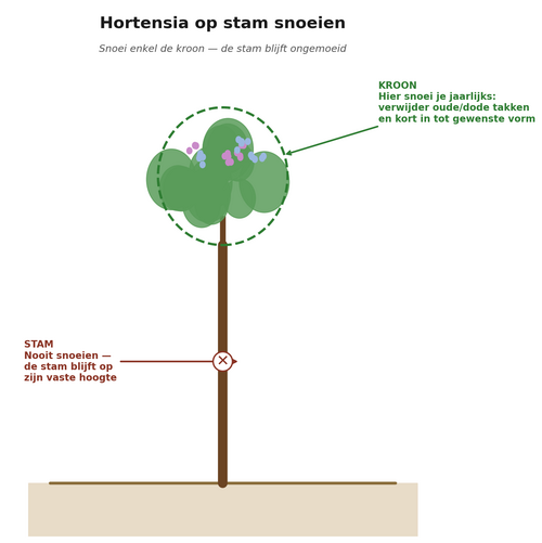 Schema dat je vertelt hoe je een hortensia op stam snoeit - Groenvanbijons