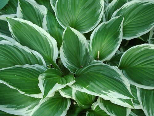 Hosta - Groen van bij ons