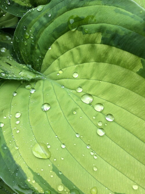 hosta