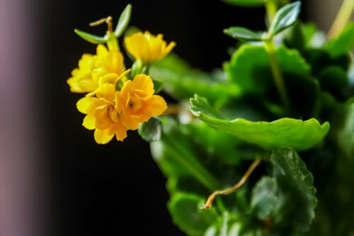 kalanchoë verzorgen - Groen van bij ons