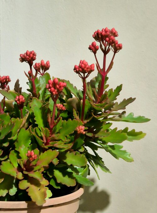 kalanchoë verzorgen - Groen van bij ons