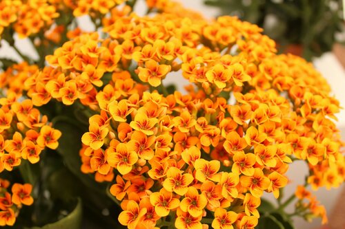 kalanchoë verzorgen - Groen van bij ons
