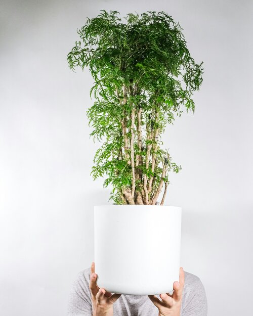 kamerplanten die weinig licht nodig hebben - Groen van bij ons