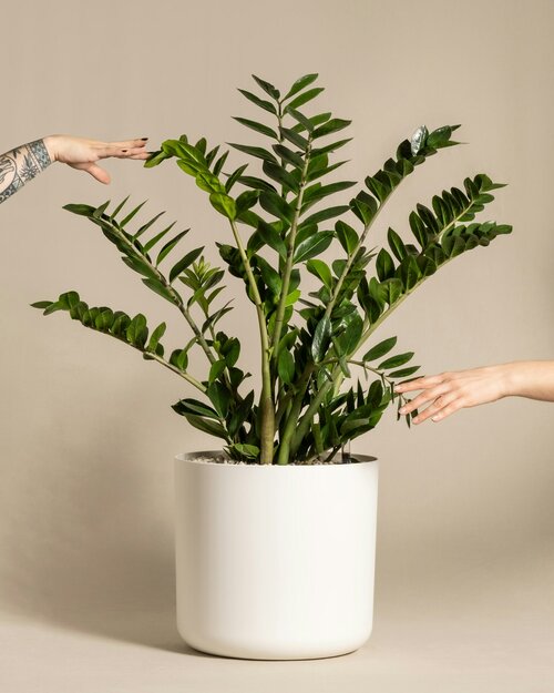 kamerplanten die weinig licht nodig hebben - Groen van bij ons