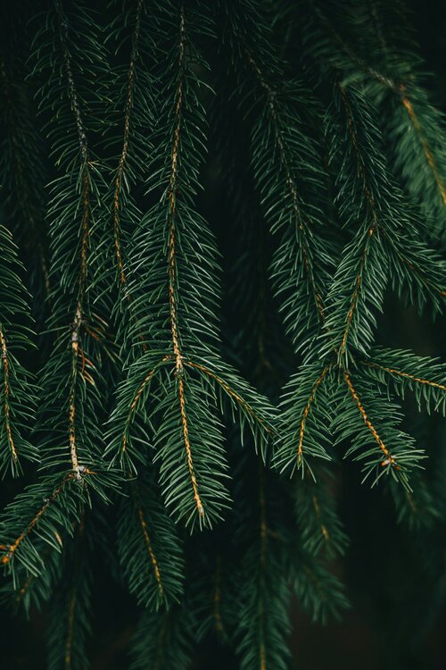kerstboom wekenlang fris - Groen van bij ons