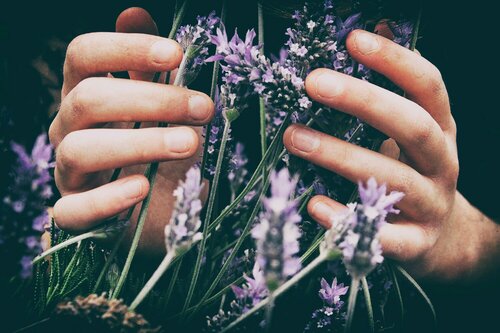 Lavendel met bij - GroenVanBijOns.be