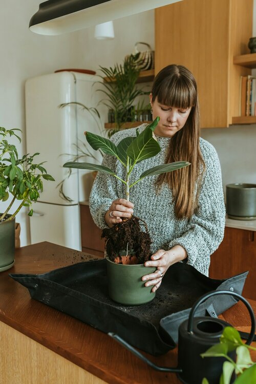Lentekuur voor kamerplanten - Groen van bij ons
