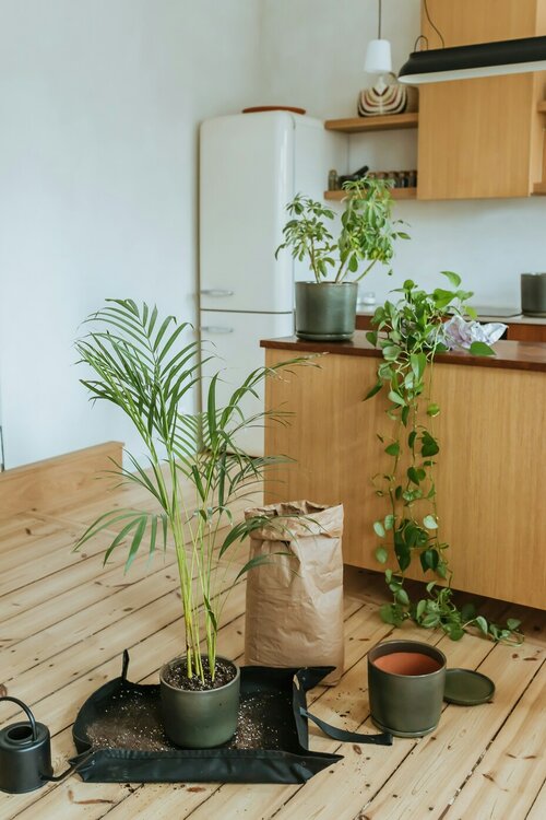Lentekuur voor kamerplanten - Groen van bij ons