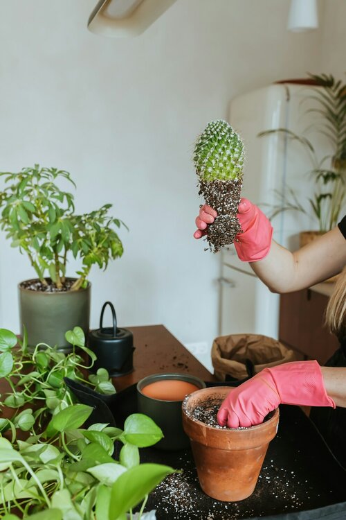 Lentekuur voor kamerplanten - Groen van bij ons