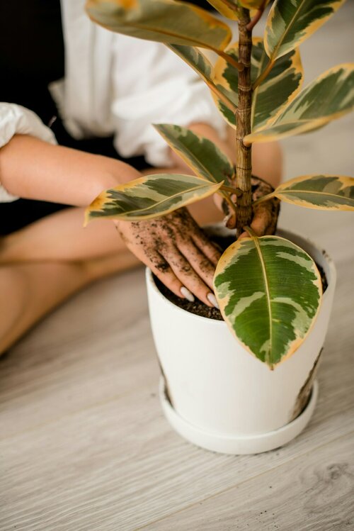 Lentekuur voor kamerplanten - Groen van bij ons