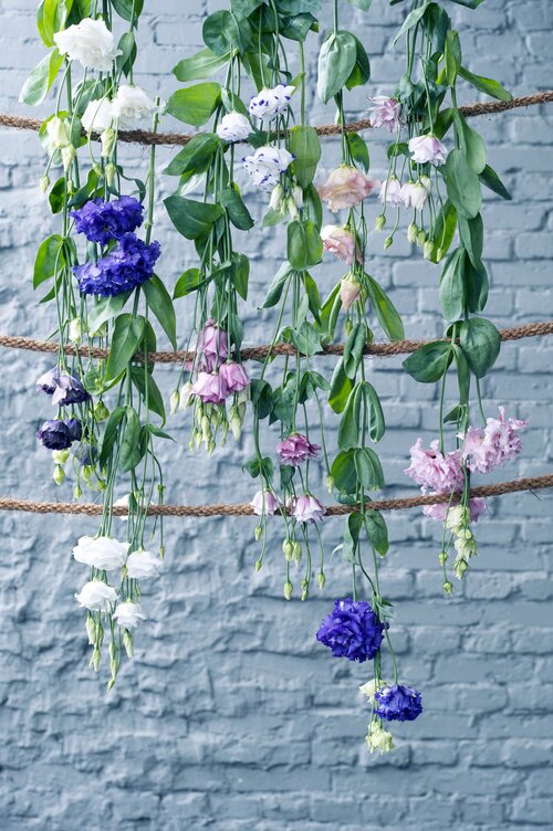 Lisianthus - Groen van bij ons