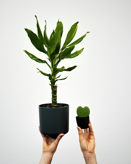 luchtzuiverende kamerplanten - Groen van bij ons