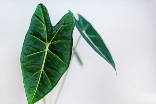 olifantsoor verzorgen - Groen van bij ons