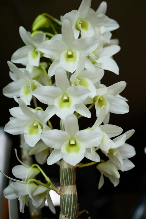 orchidee verzorgen  - Groen van bij ons