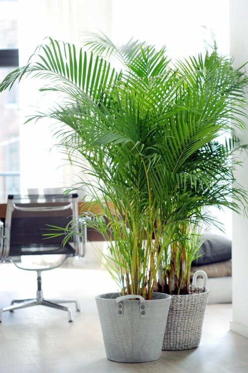 Palm