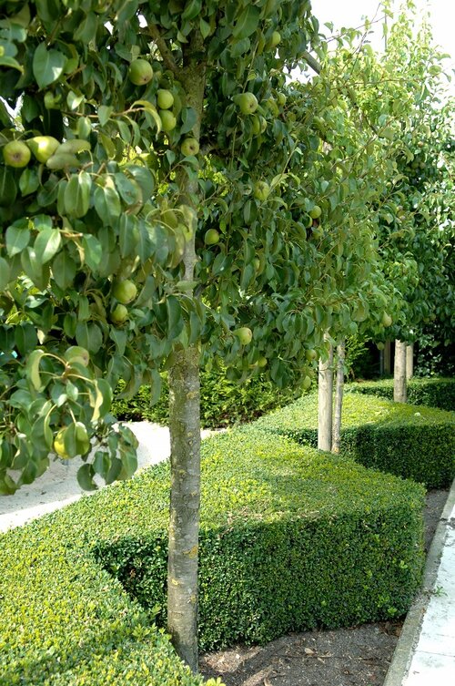 perenboom