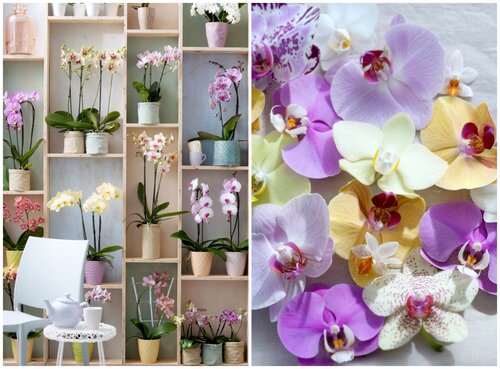 Phalaenopsis in bloei - Groen van bij ons