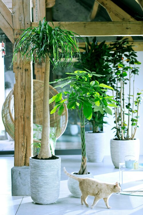 plant als cadeau - Groen van bij ons