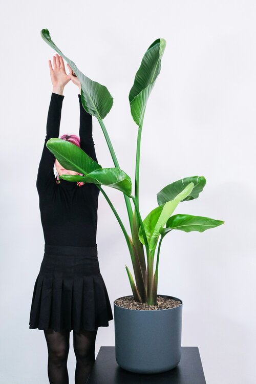plant als cadeau - Groen van bij ons