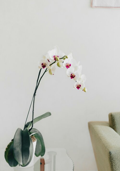 plant als cadeau - Groen van bij ons