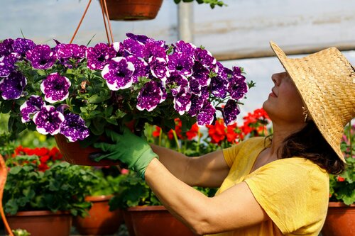 Planten voor hangmanden - Groen van bij ons