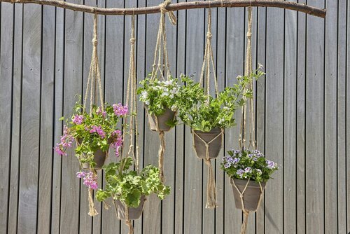 Planten voor hangmanden - Groen van bij ons