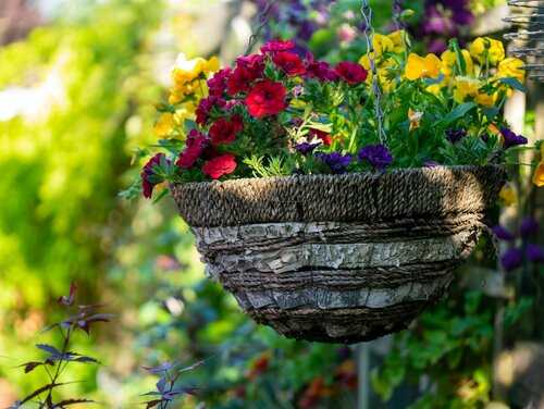 Planten voor hangmanden - Groen van bij ons