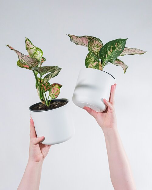 planten voor vochtige badkamers - Groen van bij ons