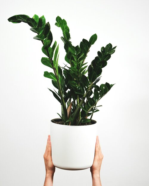 planten voor vochtige badkamers - Groen van bij ons