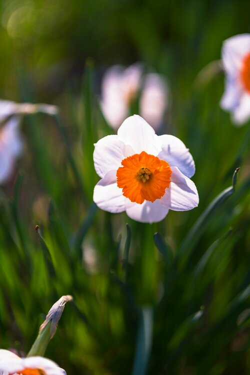 Plantenvoeding tuinplanten - Groen van bij ons