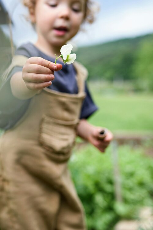 Plantenvoeding tuinplanten - Groen van bij ons