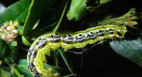 Rups van de buxusmot