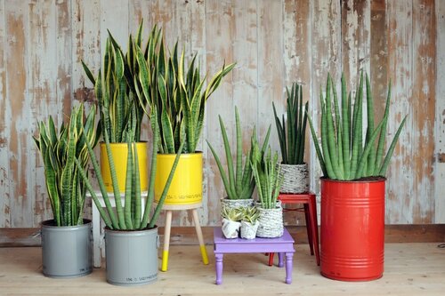 Sanseveria in pot