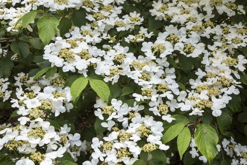 Sneeuwbal (Viburnum davidii)