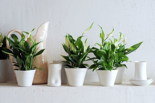 Spathiphyllum - Groen van bij ons