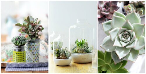 Succulenten - Groen van bij ons