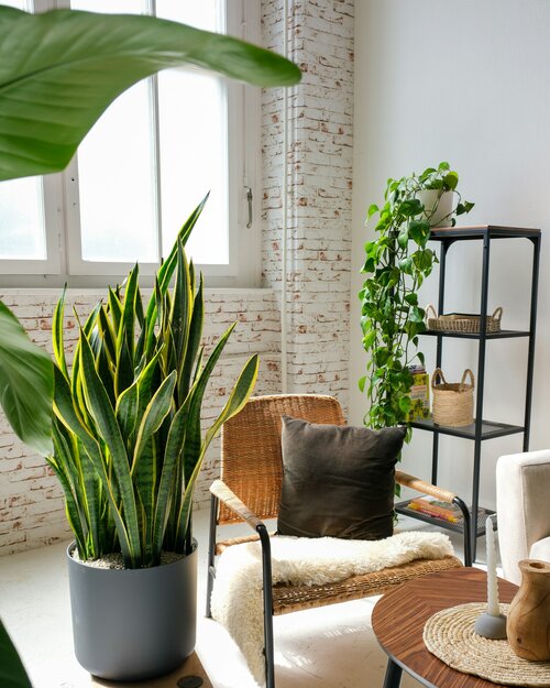 urban jungle stijl in je woonkamer - Groen van bij ons