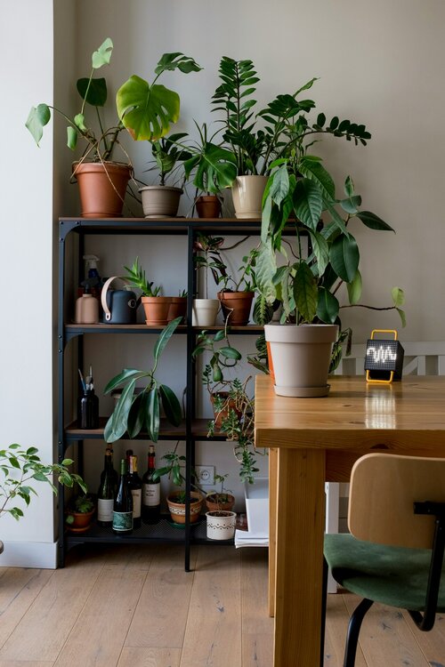 urban jungle stijl in je woonkamer - Groen van bij ons