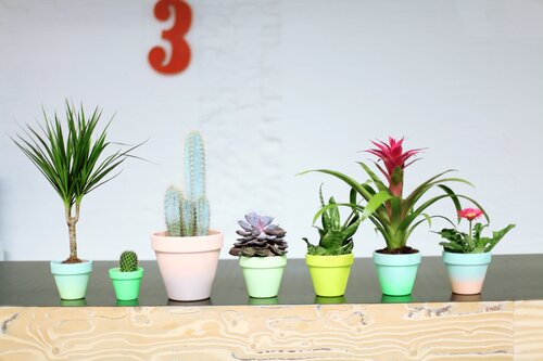 Kamerplanten