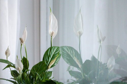 welke 10 kamerplanten zuiveren lucht - Groen van bij ons