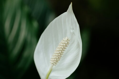 witte kamerplanten - Groen van bij ons
