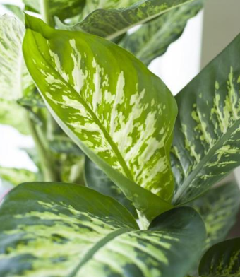  Dieffenbachia - Groen van bij ons