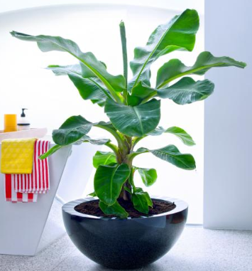 Bananenplant - Groen van bij ons