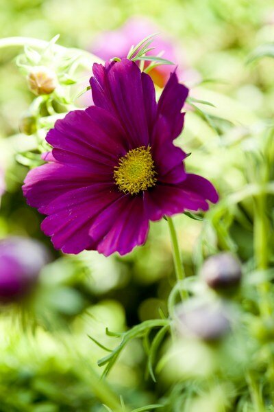  Cosmos - Groen van bij ons