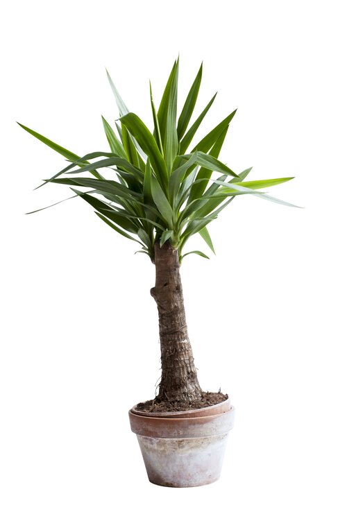 Palmlelie - Groen van bij ons