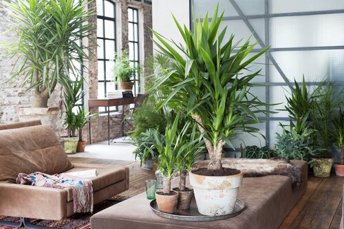 Palmlelie - Groen van bij ons