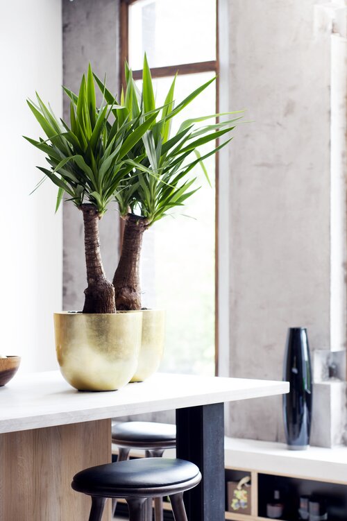 Palmlelie - Groen van bij ons